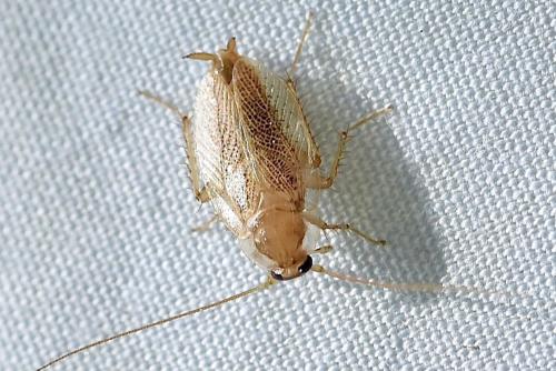 Planuncus vinzi